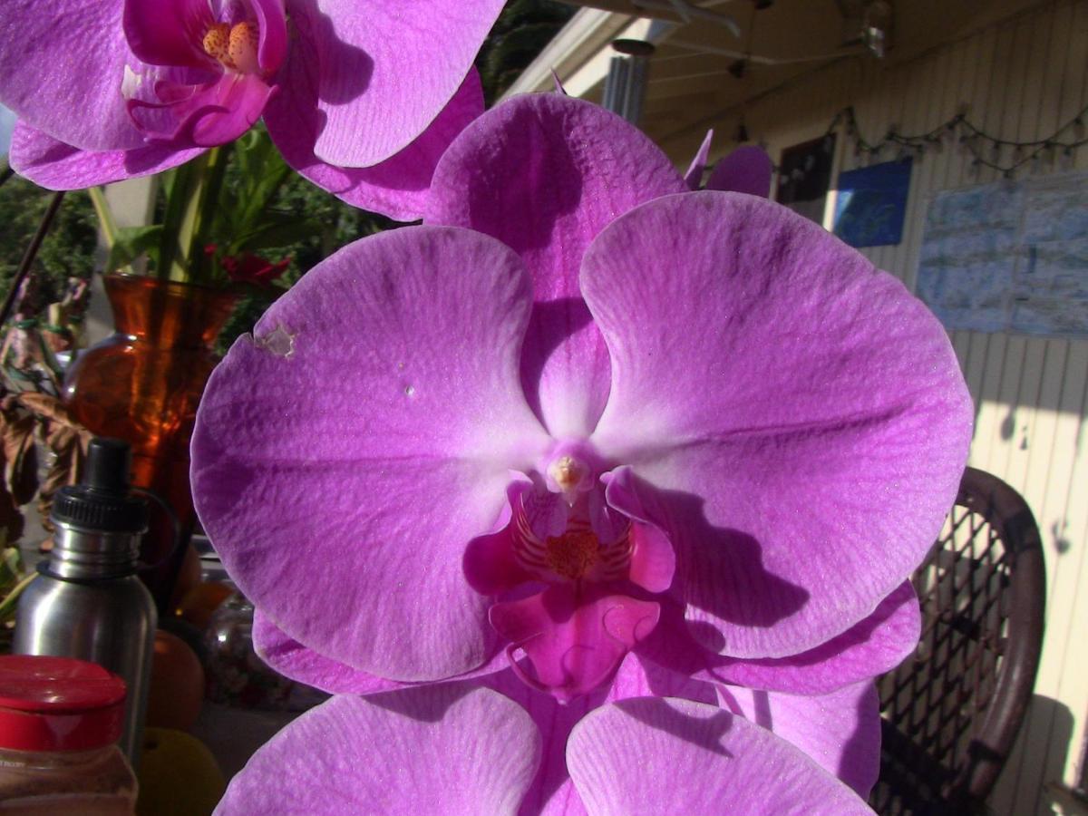 Kona Hawaii Guest House A Unique Hawaii Experience Keauhou Eksteriør billede